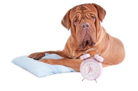 Dog Clock