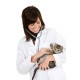 Cat Healthcare Cat Healthcare