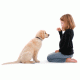Dog Training & Behaviour Dog Training & Behaviour